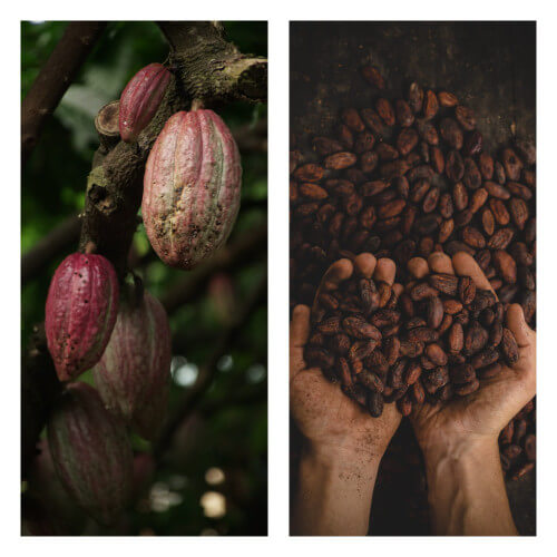 Cocoa fruit